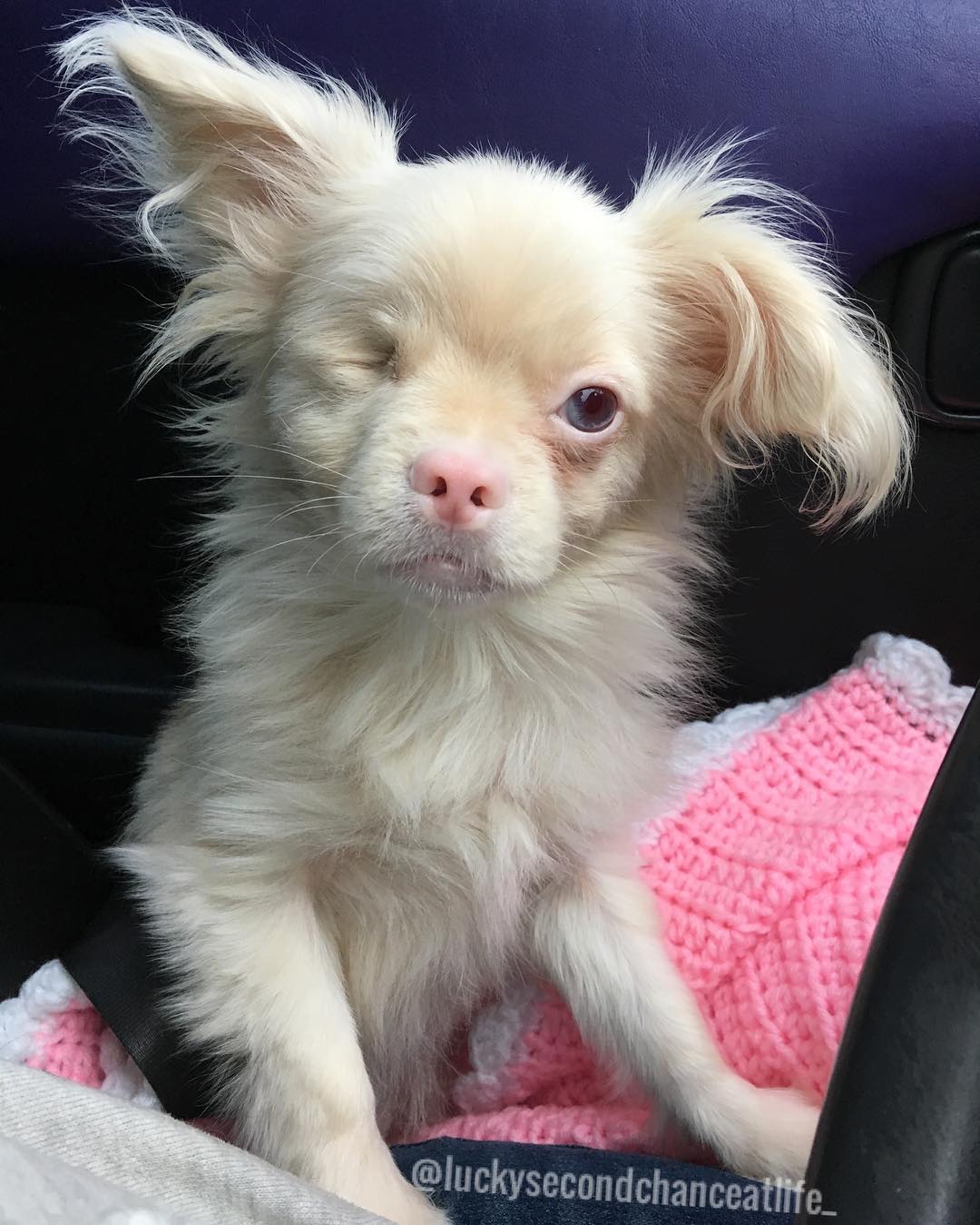 photo of albino puppy named lucky