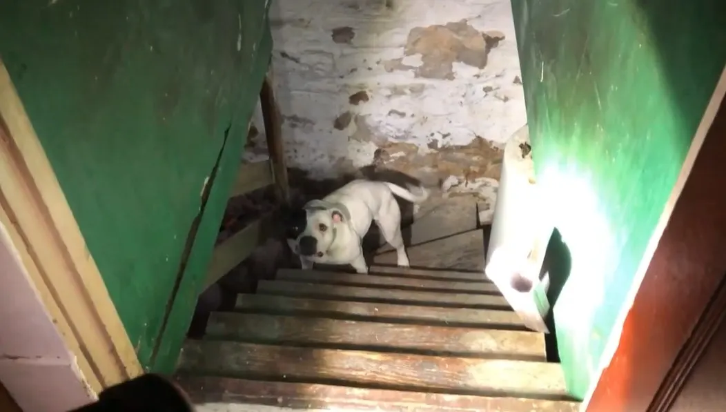 photo of dog in the basement