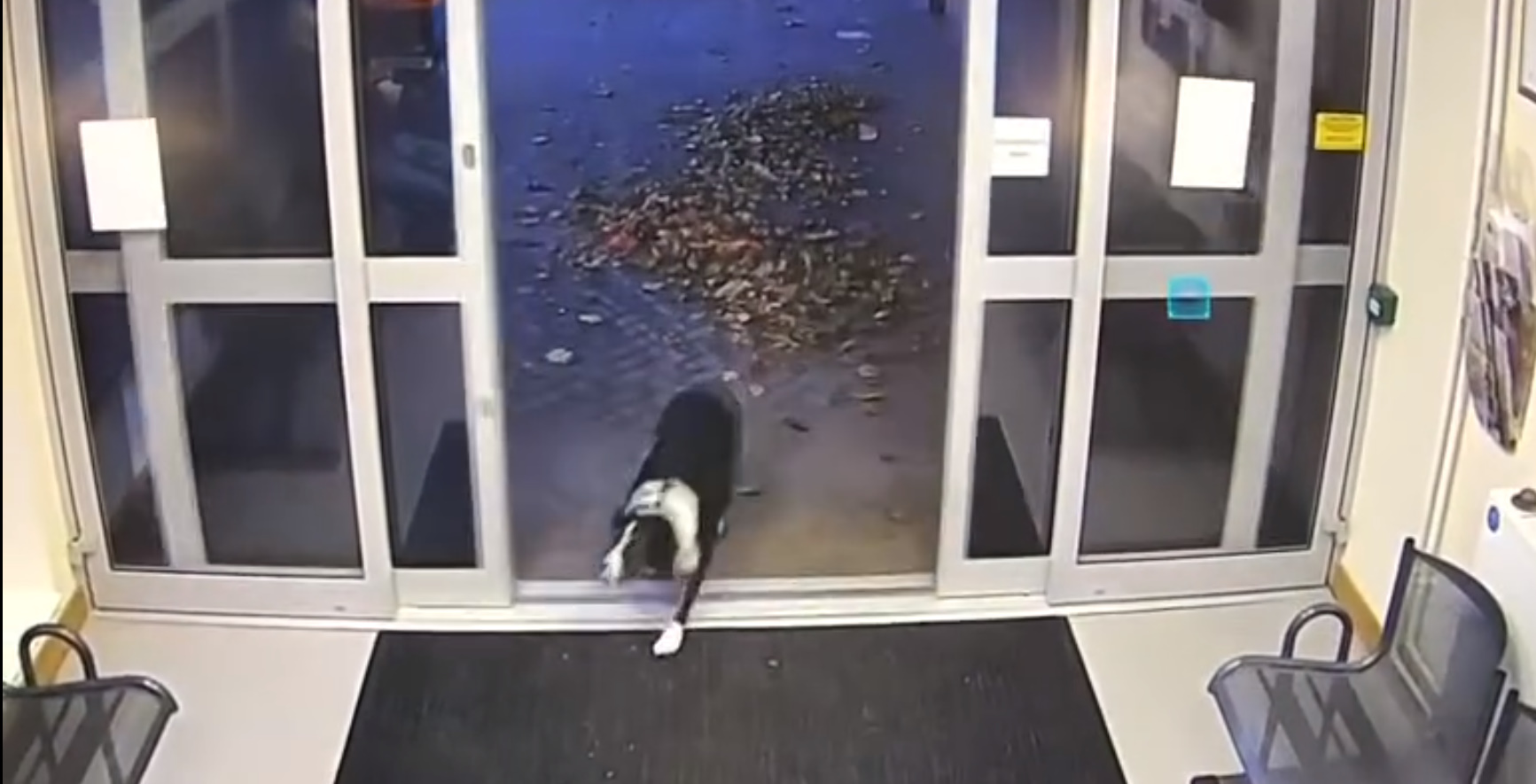 photo of dog walking into police station