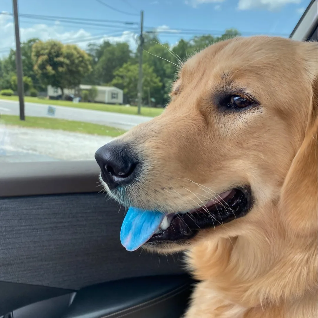 photo of dog with blue tongue