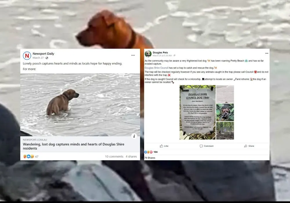 photo of facebook posts about the dog