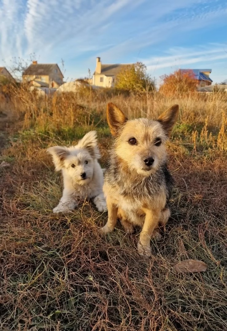photo of two dogs sitting in grass