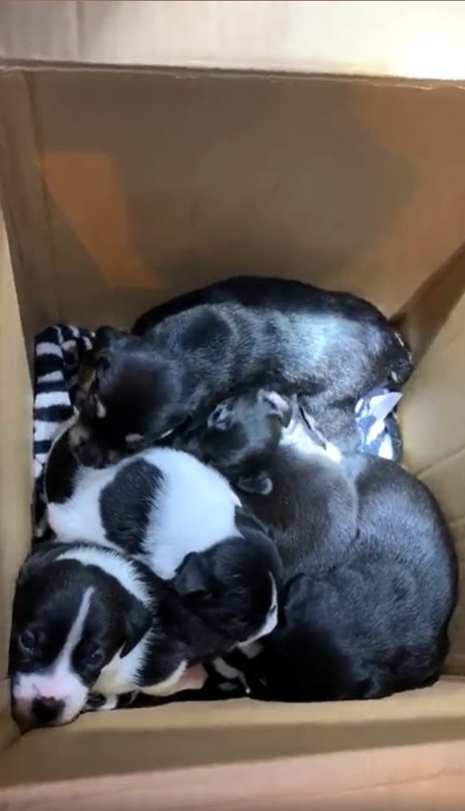 photo of puppies in a box