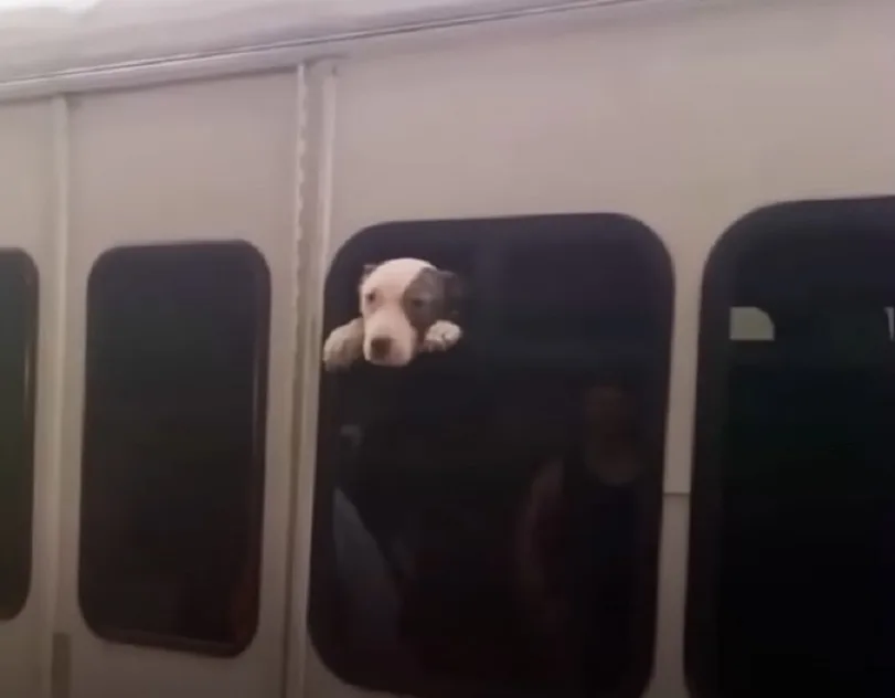 foto de cachorro atrapado en autobús