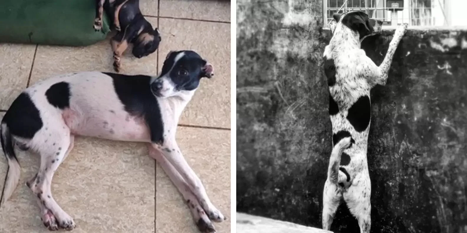 photo of the missing dog