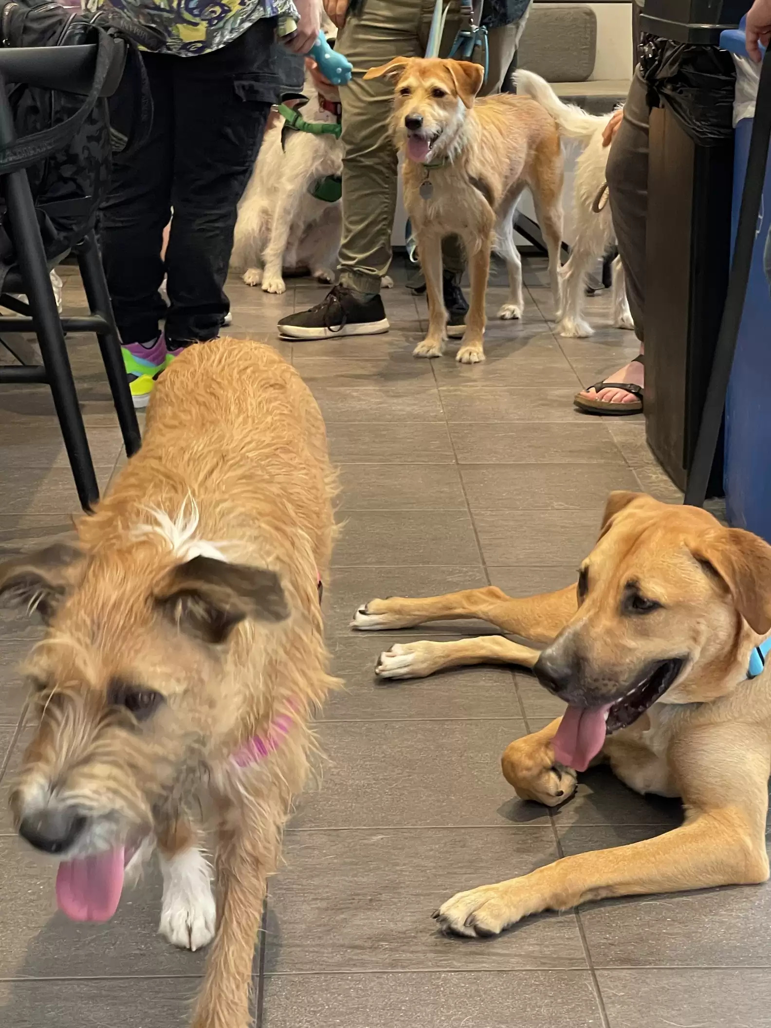 photo of three dogs next to people