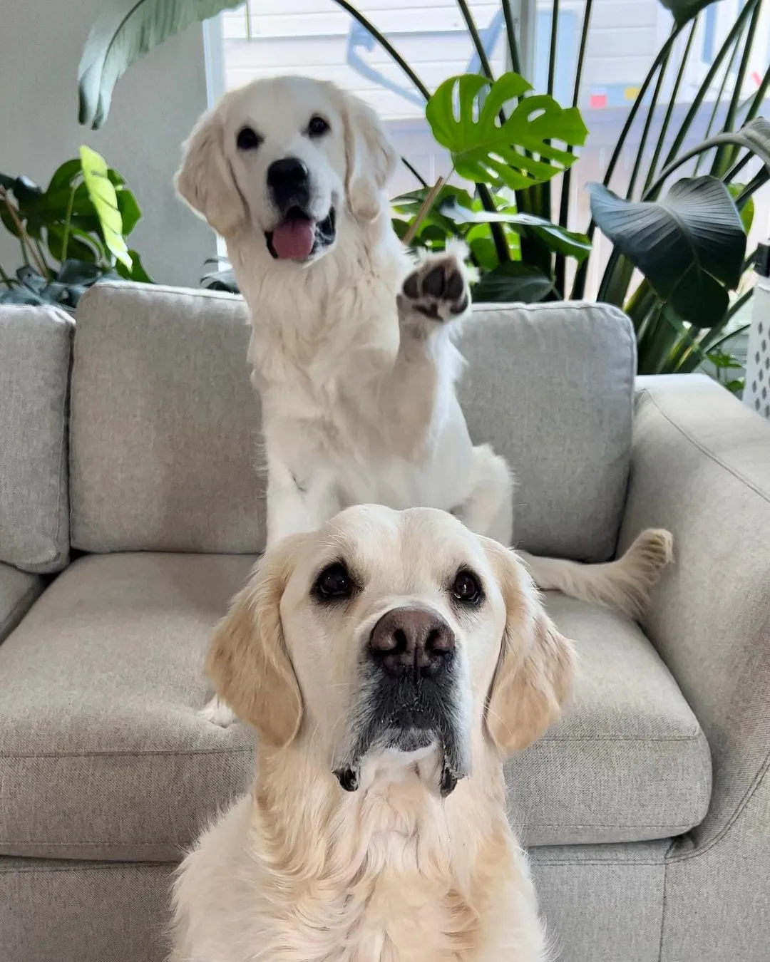 photo of two golden retrievers