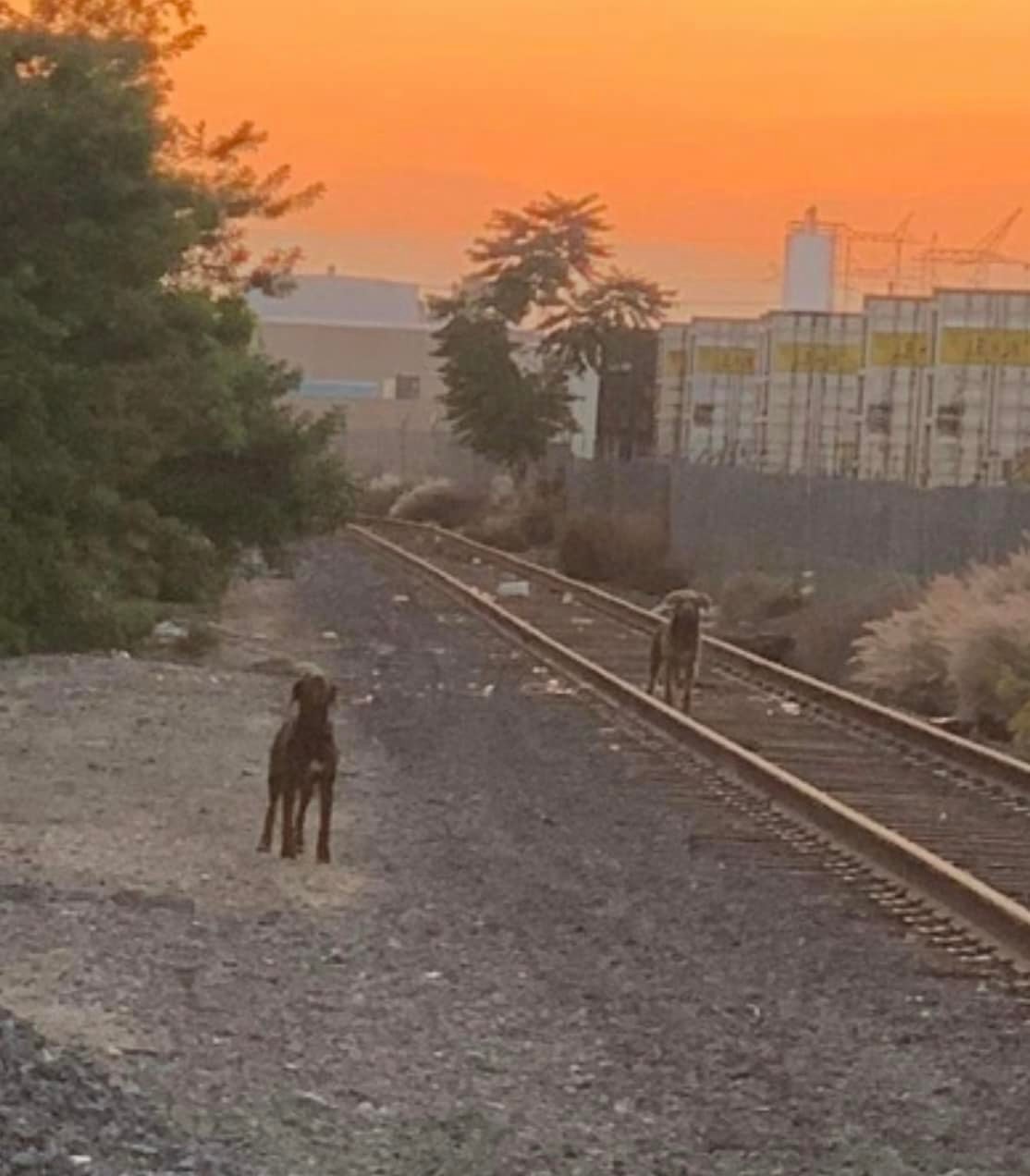 photo of two puppies on train tracks