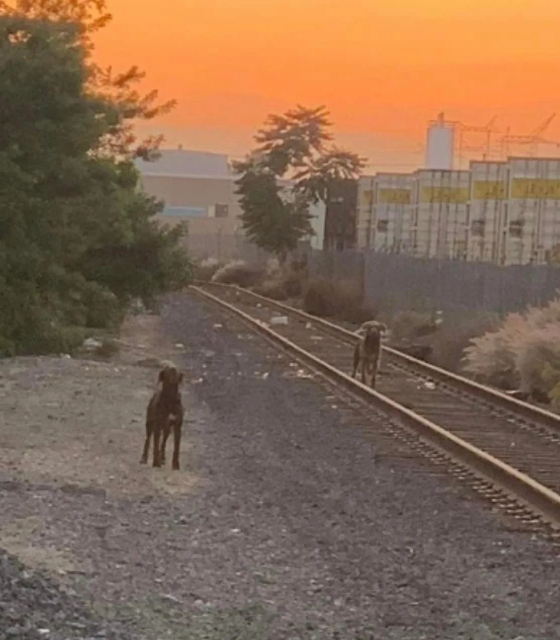 photo of two puppies on train tracks