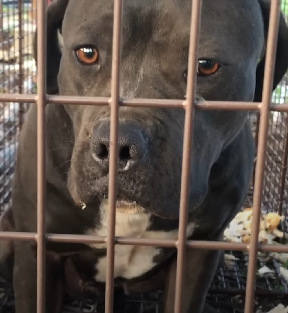 pit bull in a dog trap
