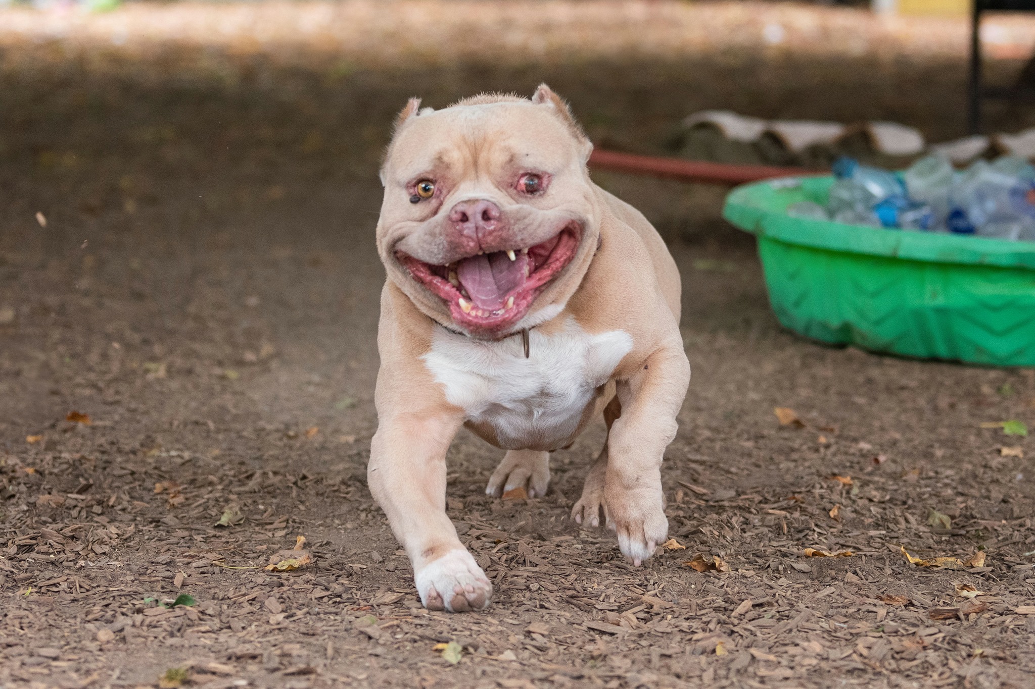 pitbull running