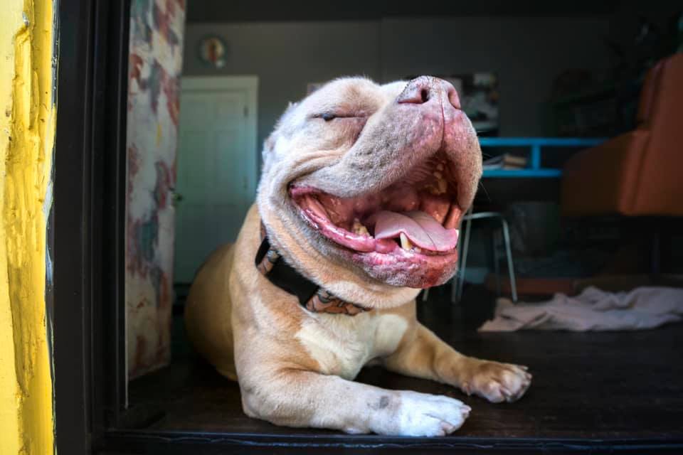 pitbull yawning