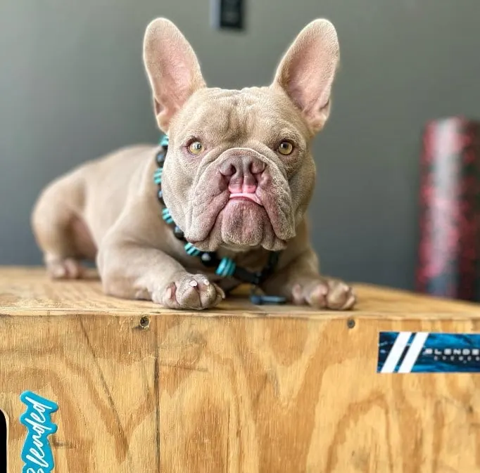 portrait of a French bulldog on a wooden background