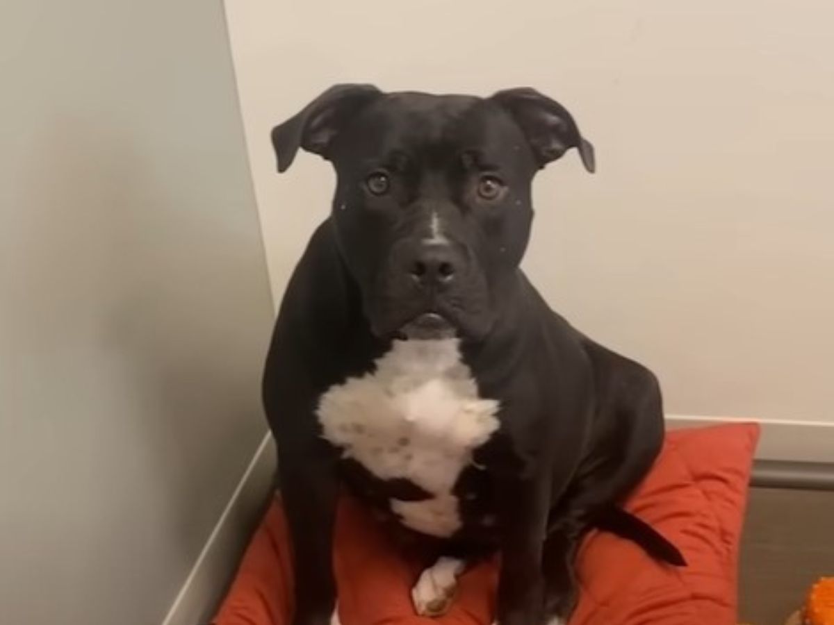 portrait of a black and white dog sitting on his pillow and looking at the camera