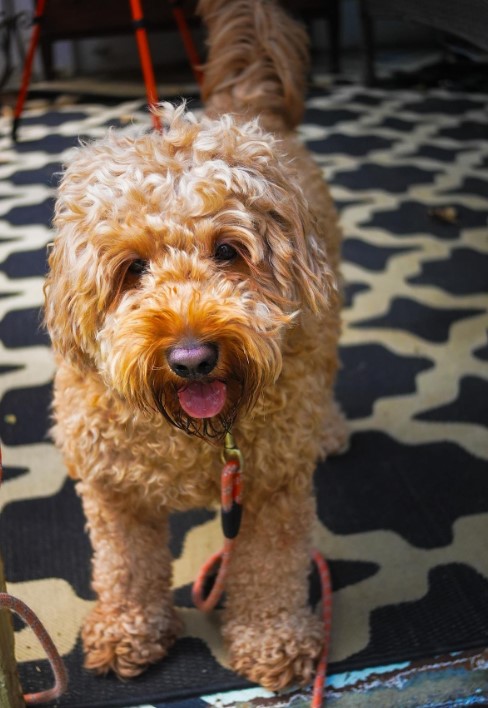 portrait of a cute goldendoodle