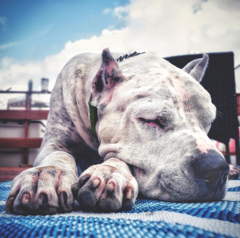 portrait of a dog sleeping on a blue carpet