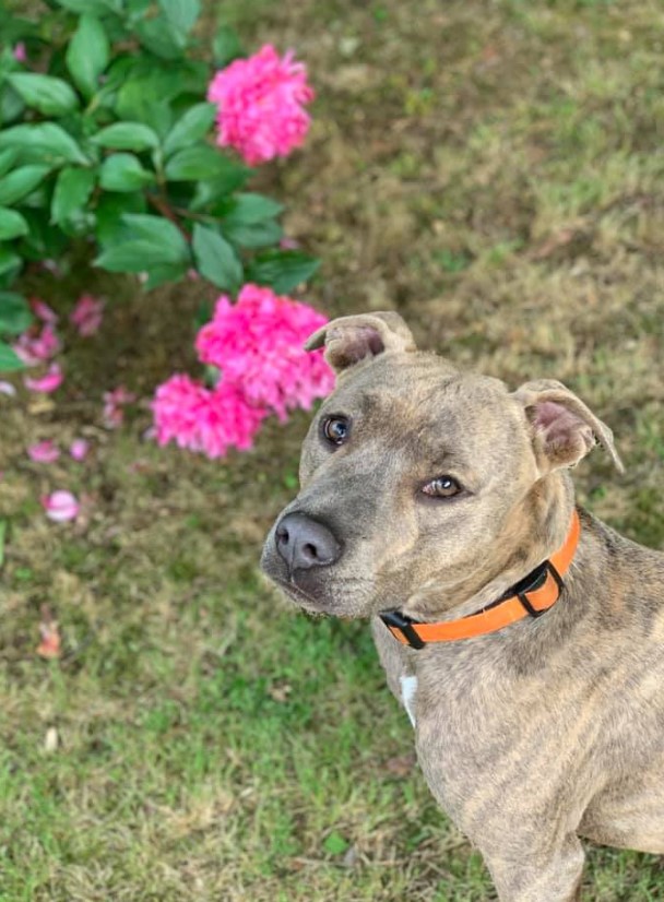 portrait of a dog standing in a garden next to roses