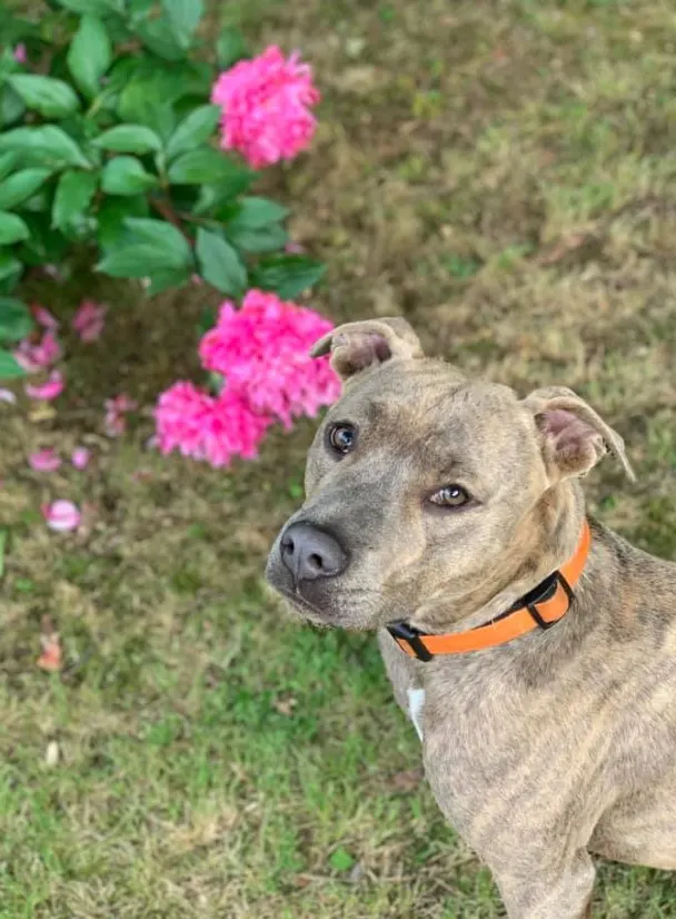 portrait of a dog standing in a garden next to roses