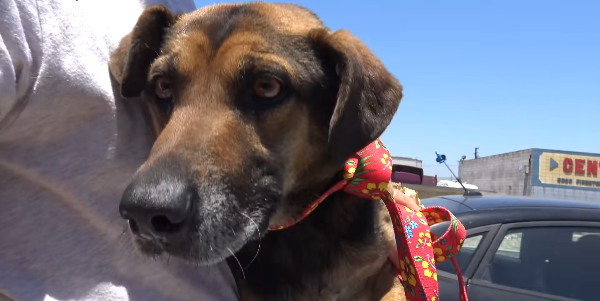 portrait of a dog with a red leash