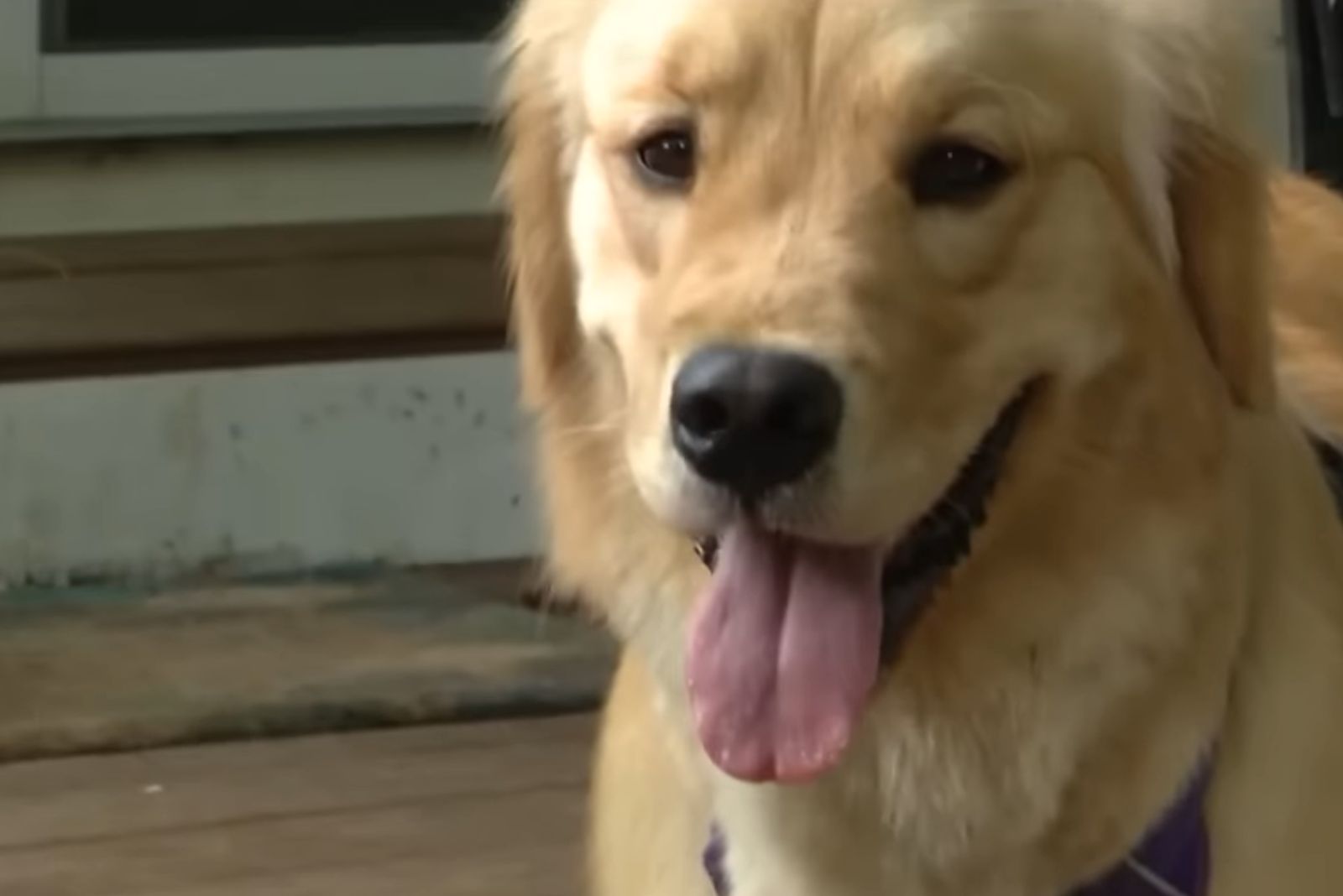 portrait of a golden retriever with tongue out