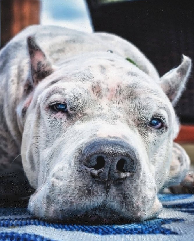 portrait of a sad dog with blue eyes