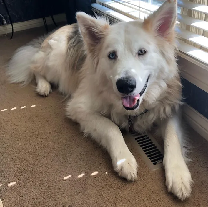 portrait of a smiling dog lying on the floor by the window