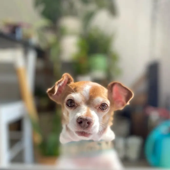portrait of an elderly chihuahua looking at the camera