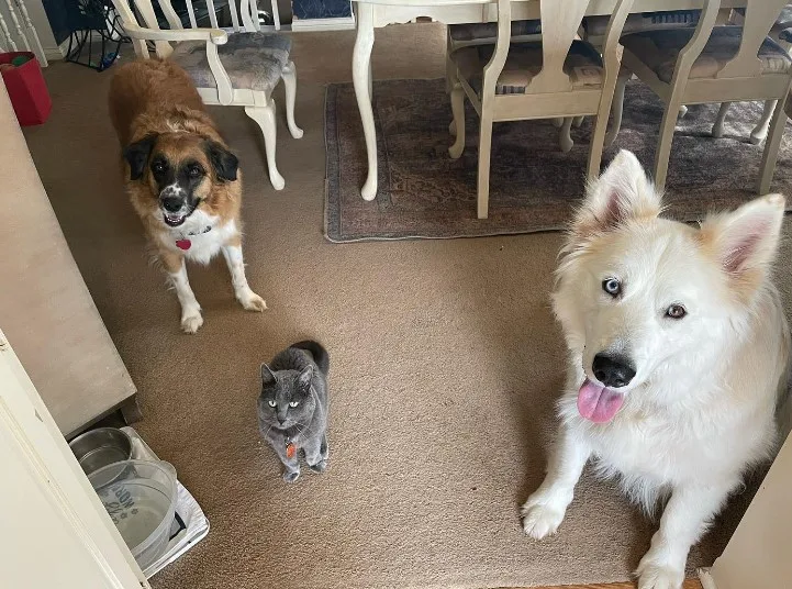 portrait of two dogs and a cat standing in the kitchen on the carpet and looking at the camera