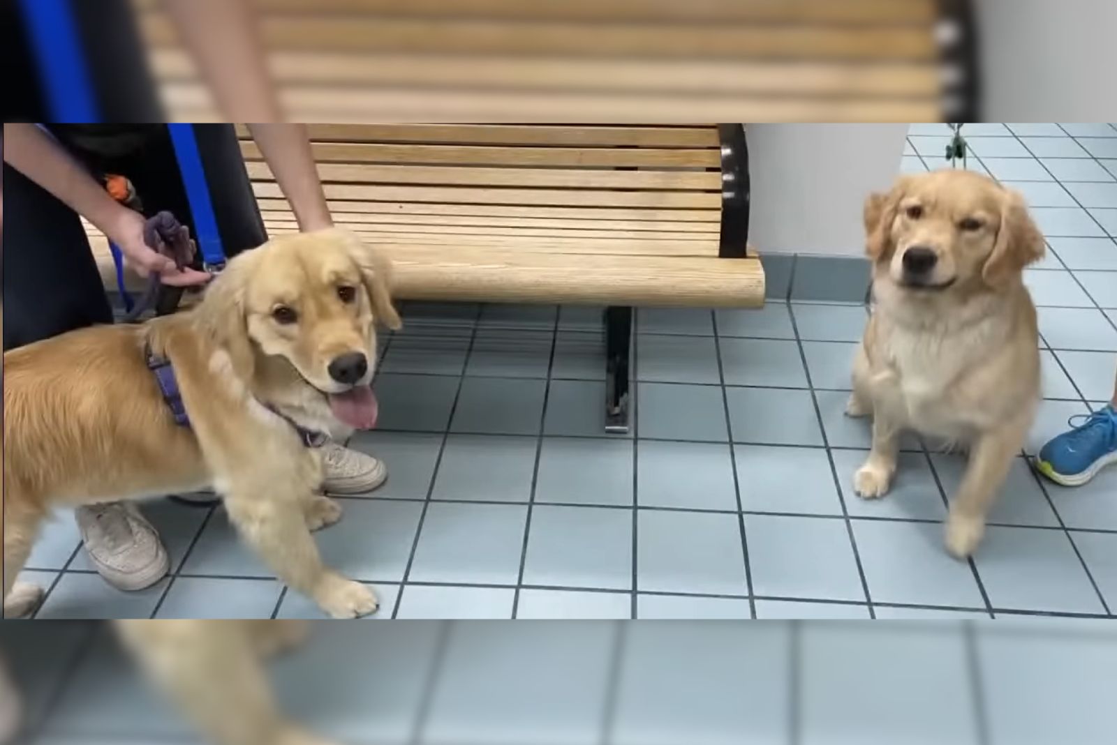 portrait of two golden retrievers on a leash