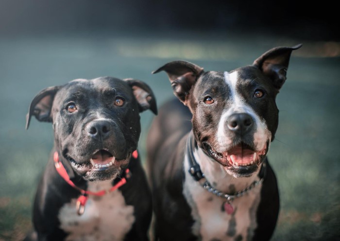 portrait of two smiling dogs