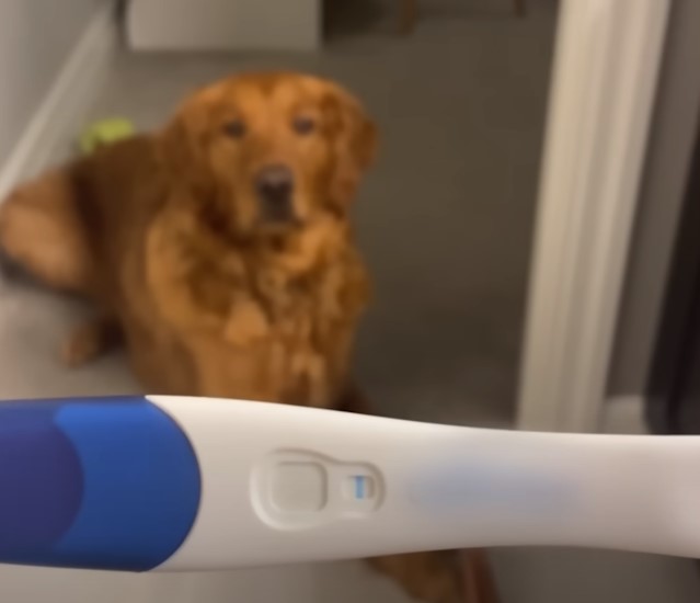 pregnancy test and a golden retriever in the background