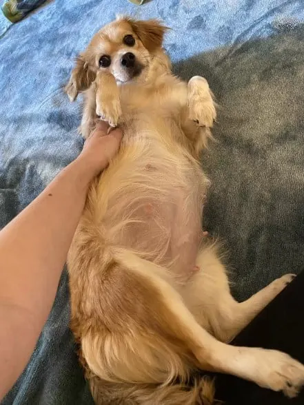 pregnant brown dog