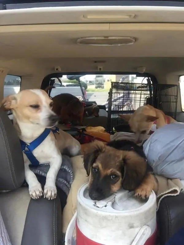 puppies in a car