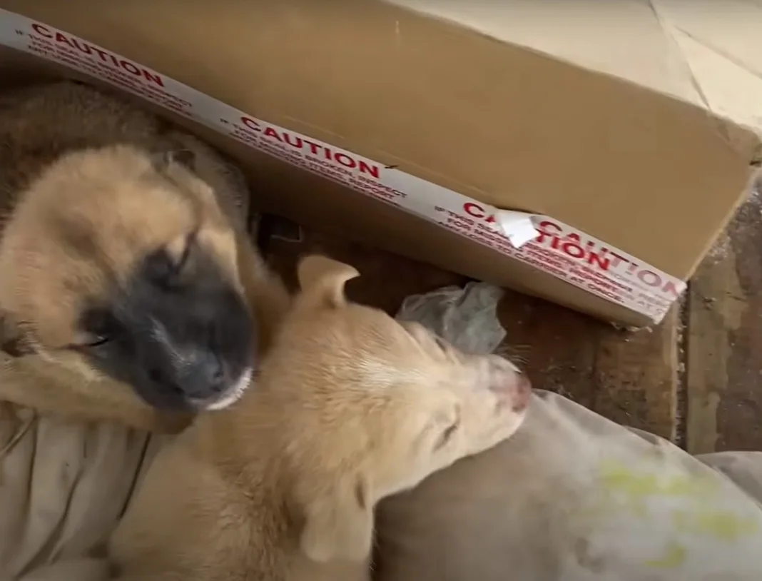 puppies in a cardbox