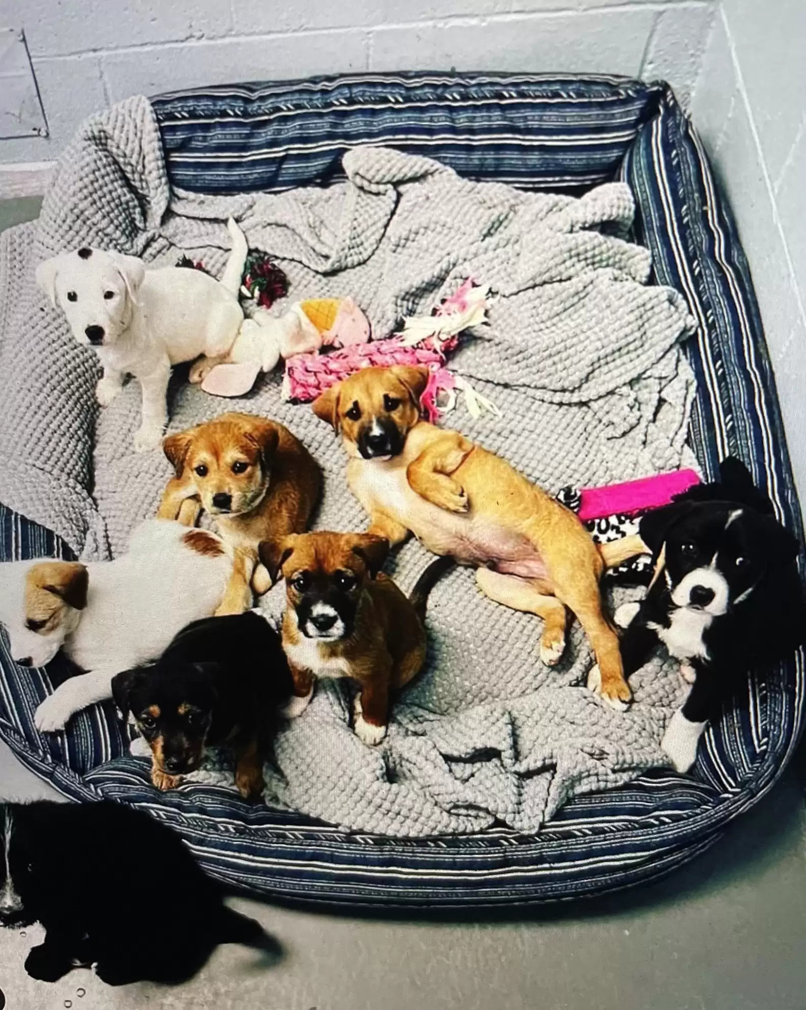  eight puppies lying in dog bed