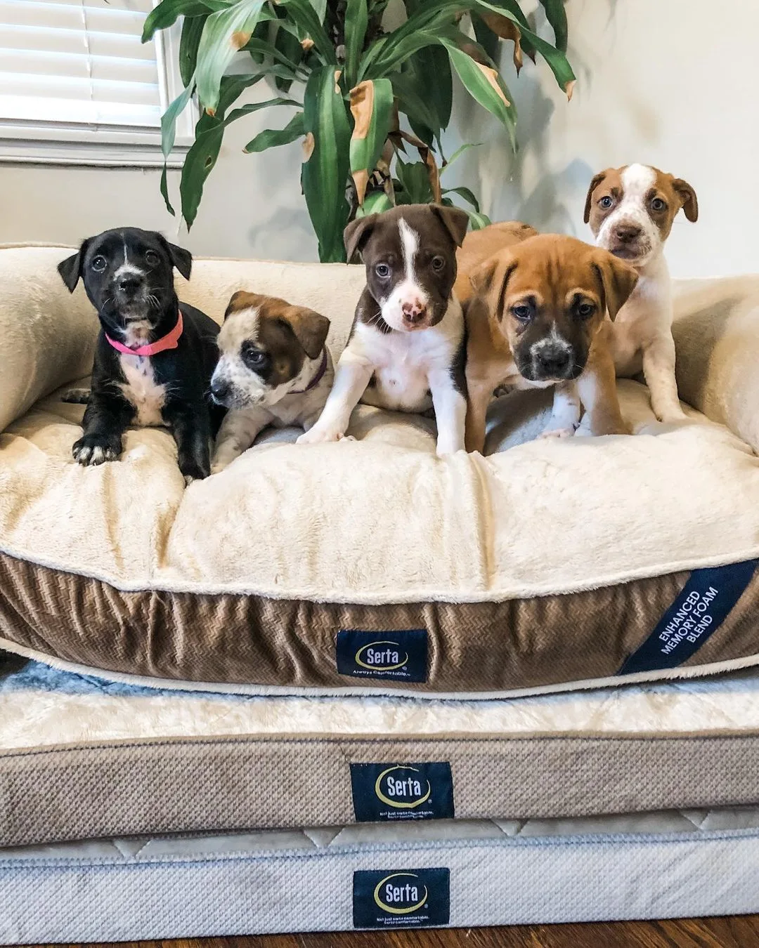 puppies sitting on a bed