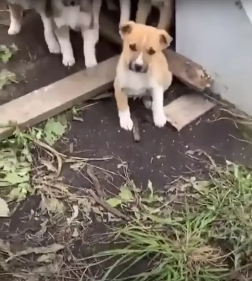 cachorros esperando a mamá