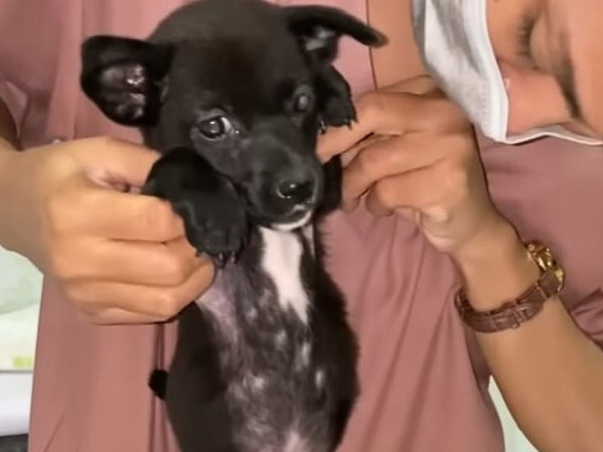 "cachorro