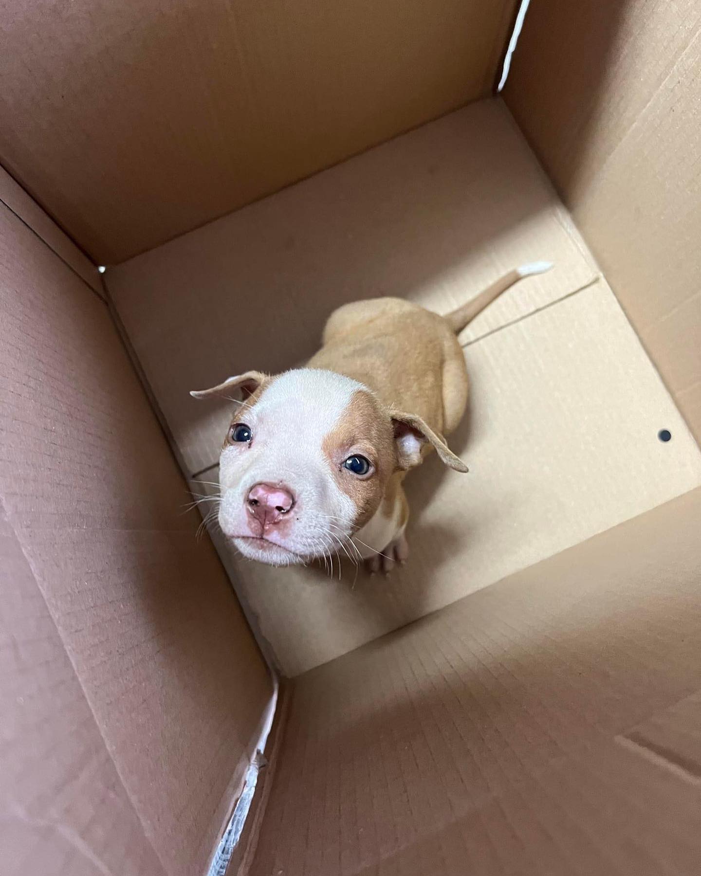 puppy in the box