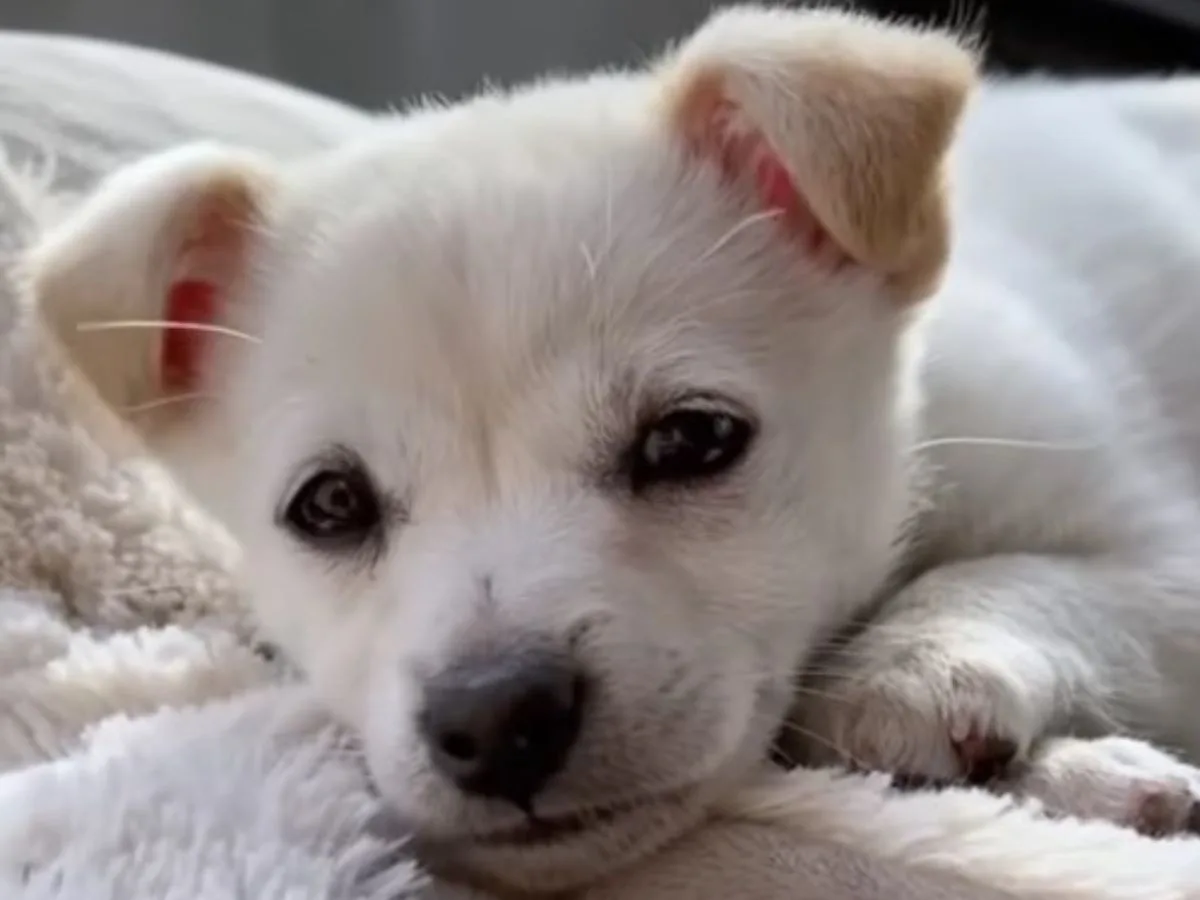 puppy laying down