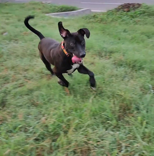 puppy running on grass