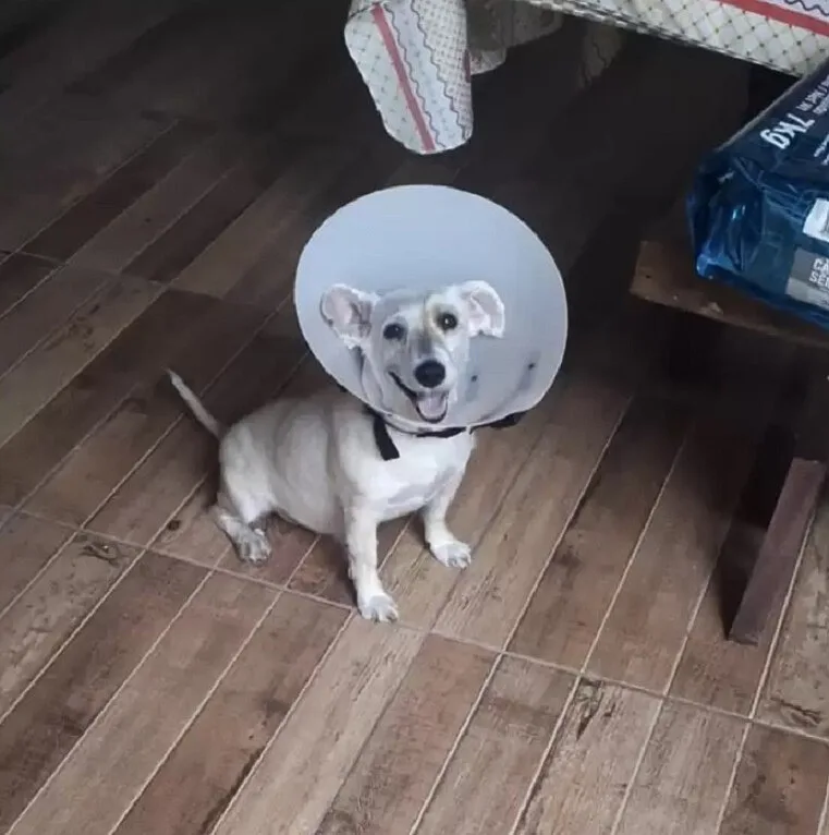 puppy sitting with a cone around its neck