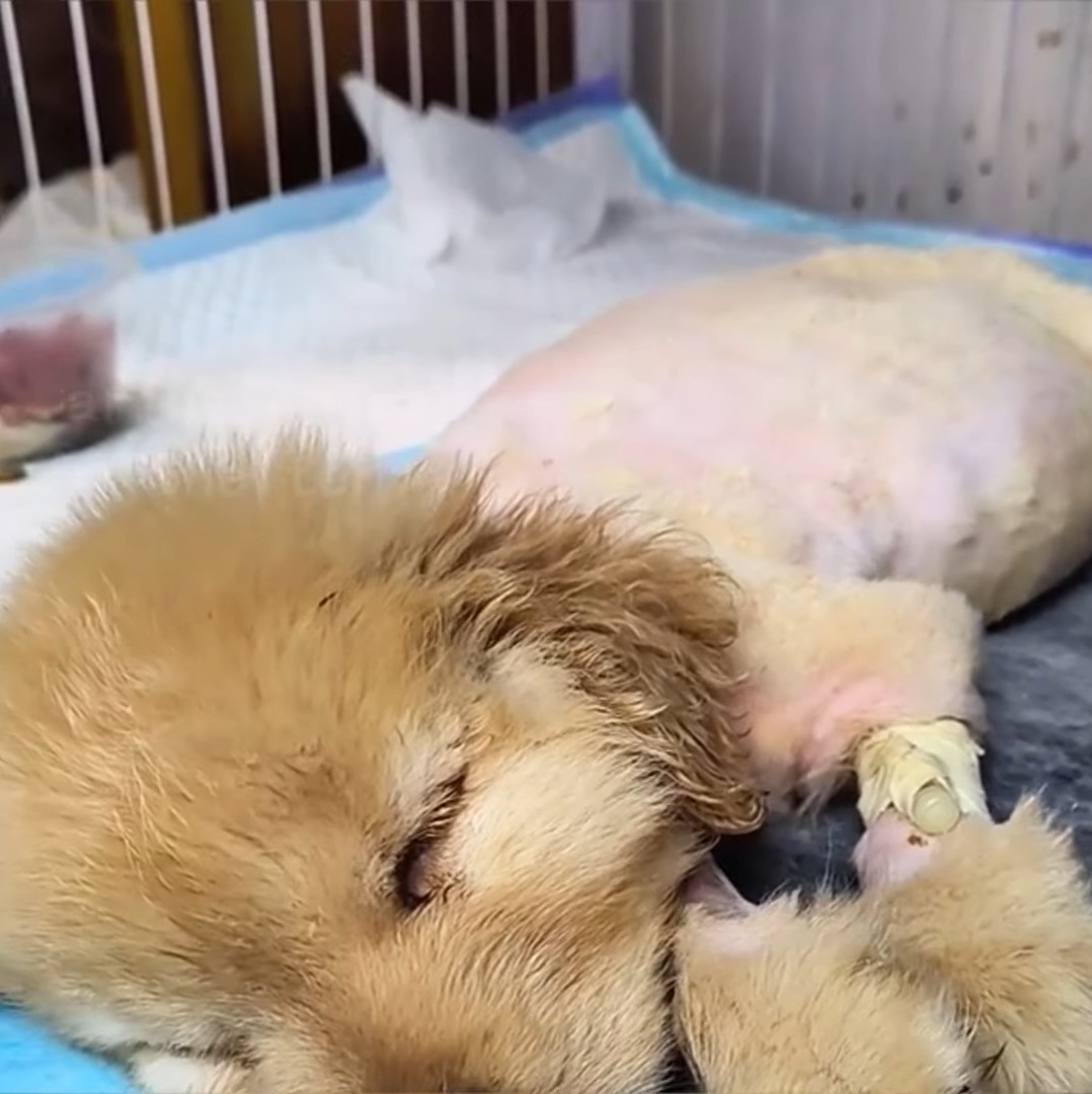 puppy with shaved body sleeping