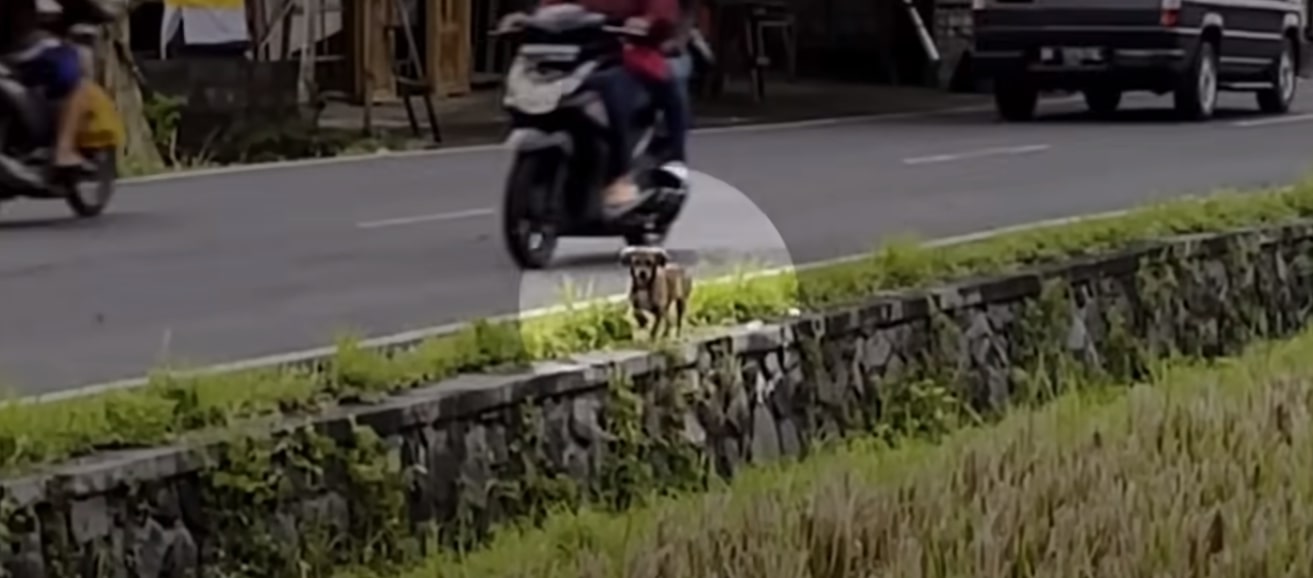 puppy spotted running along the busy street with motorcycles 