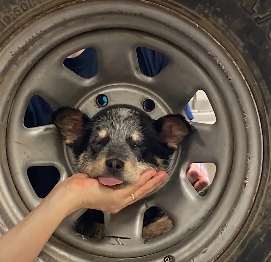 cachorro atrapado en un neumático