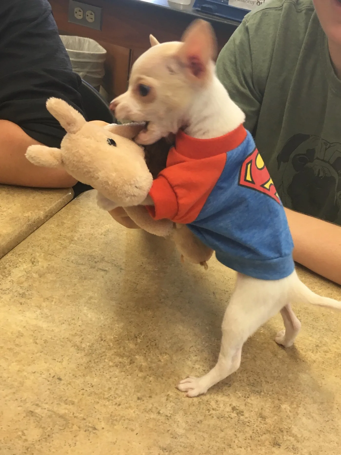 puppy wearing superman shirt