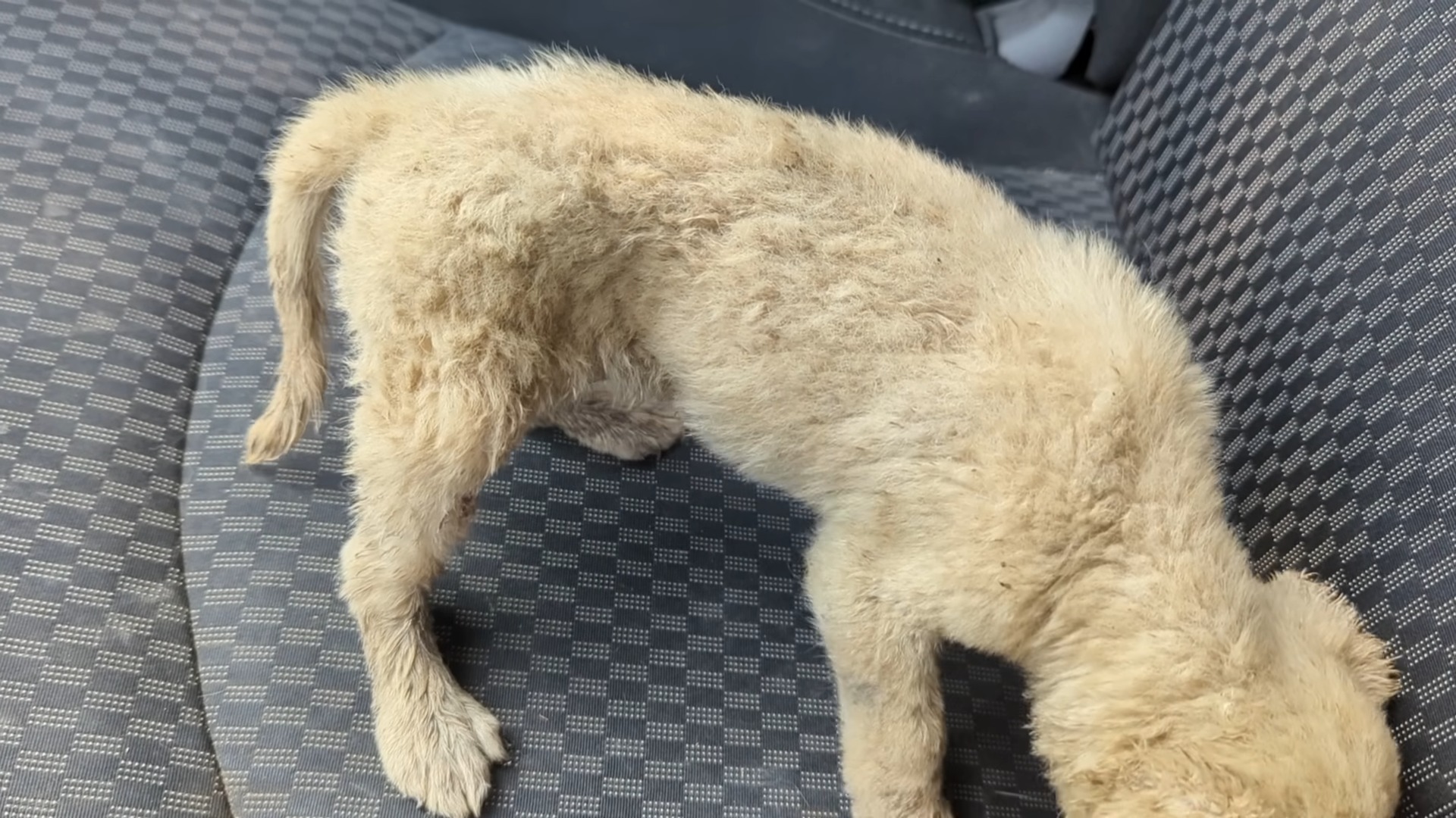 rescued dog in the car