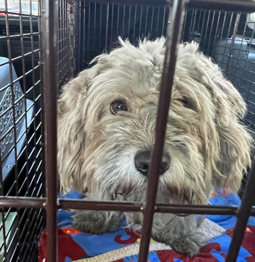 rescued homeless dog in a cage