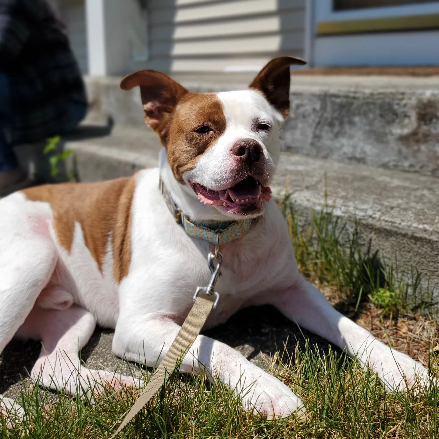 rocky enjoying the sun