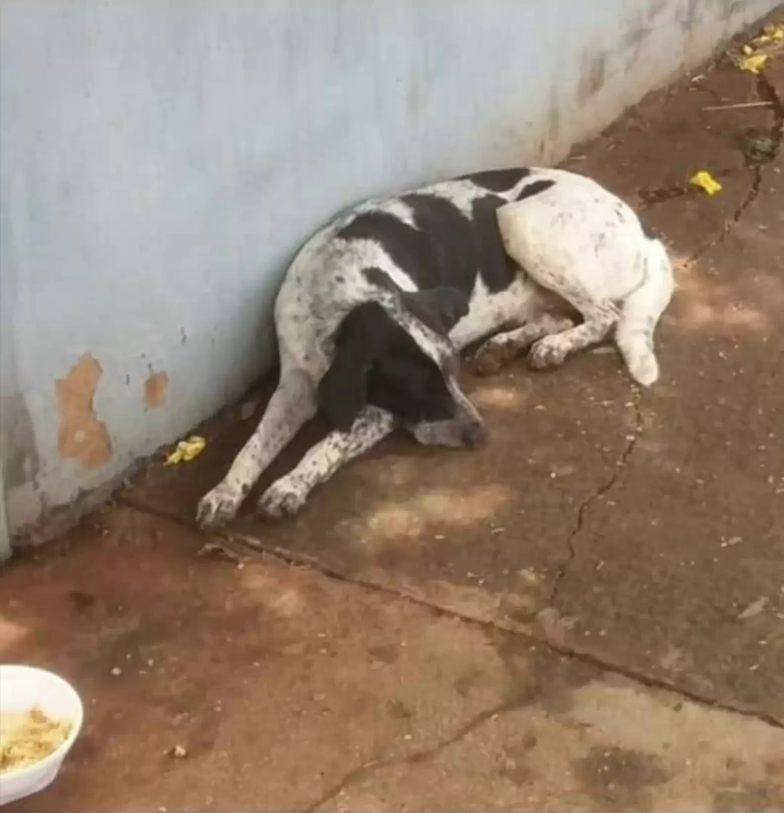 sad dog lying outside